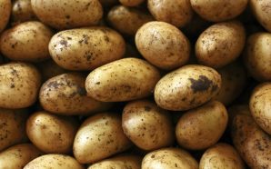 У селі на Тисмениччині переселенці посадили майже пів тонни картоплі