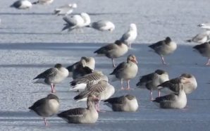 На Бурштинському водосховищі зафіксували масову міграцію диких гусей