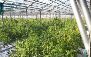 На Прикарпатті засудили учасників злочинної групи, які облаштували масштабну наркоплантацію