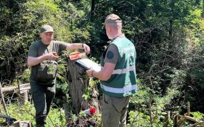 В природно-заповідному фонді «Гуцульщина» виявили незаконну рубку дерев зі збитками…