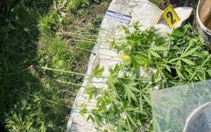 «Це не моє, це сина»: у Франківську знайшли цілу плантацію…