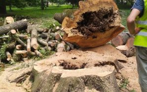 Завдали збитків на понад 3,5 мільйона гривень: на Прикарпатті двом…