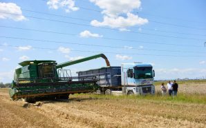 На полях Івано-Франківської громади збирають пшеницю для шкіл і садочків