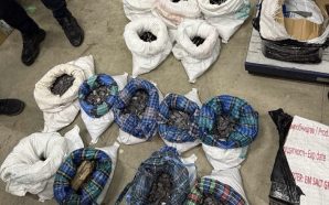 На кордоні з Румунією зупинили незаконне вивезення з України рідкісних…