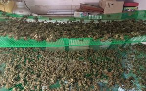 Двом прикарпатцям повідомили про підозру через збут канабісу та амфетаміну