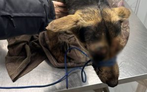 Бив собаку палицею:на Прикарпатті поліцейські відкрили кримінальне провадження через жорстоке…