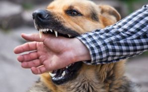 У Франківську безкоштовно вакцинуватимуть собак та котів від сказу