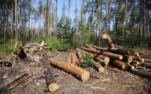 Понад 15 мільйонів гривень збитків: на Прикарпатті суд розглядатиме справу…