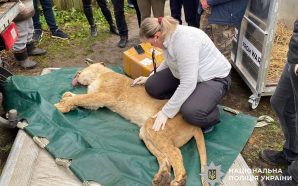 У Хмельницькому левиць, які тиждень тому втекли з вольєра передадудь…