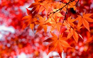 Погода на Івано-Франківщині першого листопада