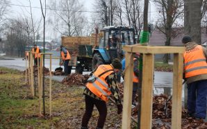 У Коломиї висадили більше півсотні молодих дерев