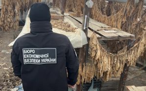 Незаконні плантації тютюну площею понад 12 га: на Прикарпатті викрили&hellip;