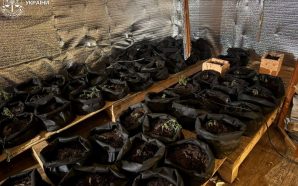 На Прикарпатті викрили масштабний збут психотропів та підпільну теплицю з…