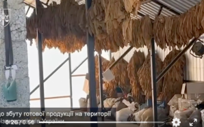 На Прикарпатті викрили підпільне виробництво тютюну в промислових масштабах