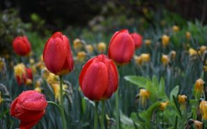 Якою буде погода на Прикарпатті 25 березня