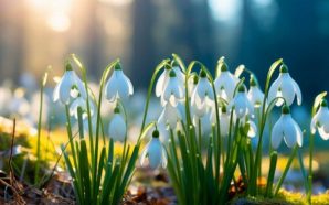 Вчора у горах на Прикарпатті зафіксували рекордну температуру повітря