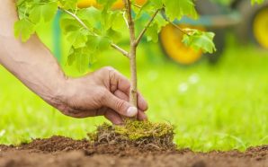 В Івано-Франківську оголосили тендери на висадку дерев та догляд за&hellip;