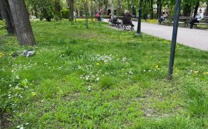 Косити чи ні: у Франківську пропонують новий підхід до догляду&hellip;